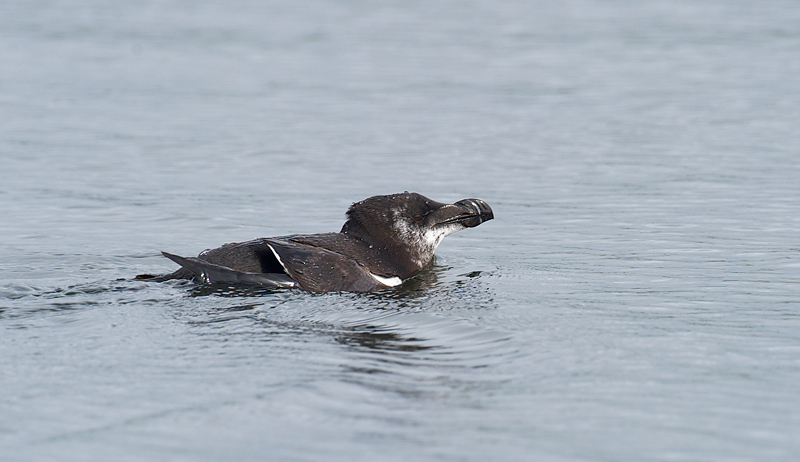 Alke - Razorbill (Alca torda) ad.jpg